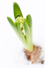 A young hyacinth