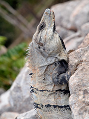 Portrait of iguanas from Mexico
