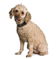 Apricot poodle, sitting in front of white background