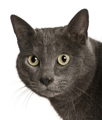 Fototapeta premium Chartreux cat, 2 years old, in front of white background