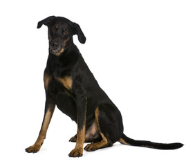 Beauceron dog, 9 years old, sitting in front of white background