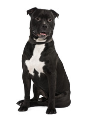 Staffordshire bull terrier, sitting in front of white background