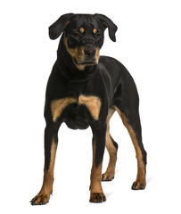 Rottweiler, standing in front of white background