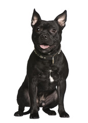 Crossbreed dog, sitting in front of white background