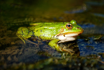 Frog