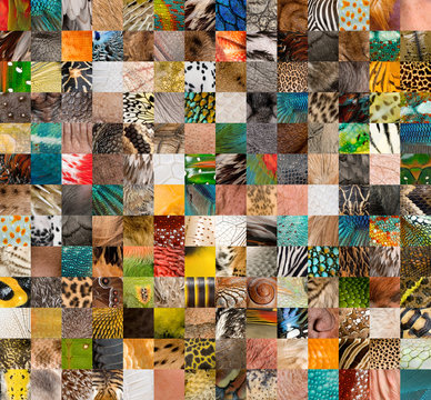 Fototapeta Patchwork of 196 animals and human skin