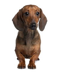 Dachshund, sitting in front of white background