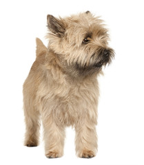 Cairn Terrier, standing in front of white background