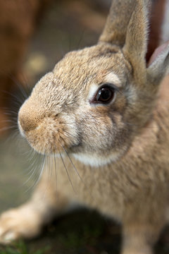young curious bunny
