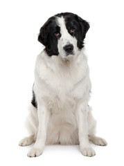 Black and white Landseer dog, sitting against white background