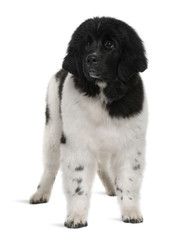 Obraz premium Black and white Newfoundland puppy, 5 months old, standing
