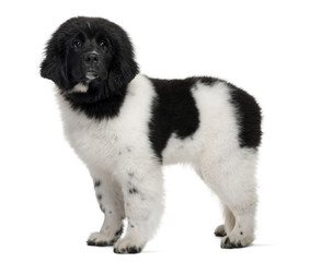 Black and white Newfoundland puppy, 5 months old, standing