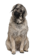 Sarplaninac or Yugoslav Shepherd dog, 3 years old, sitting