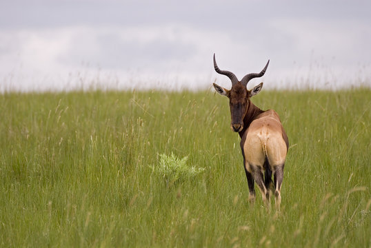 hartebeest