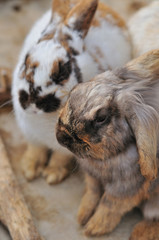 ウサギのポートレート