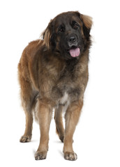 Leonberger dog, standing in front of white background