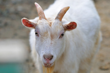 Obraz premium ヤギのポートレート