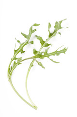 Rucola leaf isolated over white