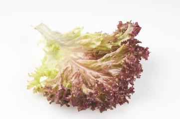 Lettuce leaf isolated on a white