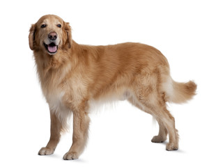 Hovawart dog, standing in front of white background