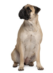 Bullmastiff, 2 years old, sitting in front of white background
