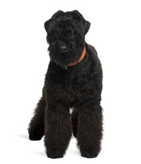 Black Russian Terrier, standing in front of white background