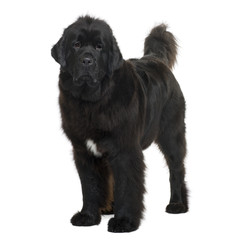 Newfoundland dog, standing in front of white background