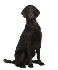 Flat-Coated Retriever, sitting in front of white background