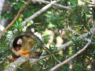 Cute squirrel monkey (Saimiri) at monkey world in South Africa