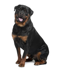 Fototapeta premium Rottweiler, 2 years old, sitting in front of white background