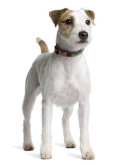 Parson Russell Terrier, standing in front of white background