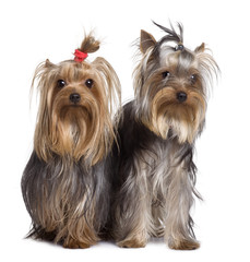 Yorkshire terriers, standing in front of white background