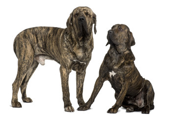 Obraz premium Fila braziliero or Brazilian Mastiffs, standing
