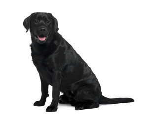 Black Labrador sitting in front of white background