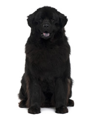 Obraz premium Newfoundland dog, sitting in front of white background