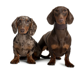 Couple of Dachshunds, sitting in front of white background