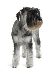 Schnauzer, standing in front of white background