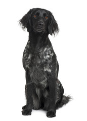 Munsterlander dog sitting in front of white background