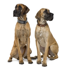 Two Great Danes, sitting in front of white background