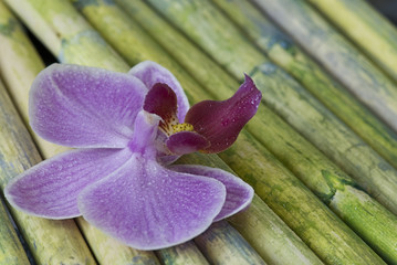 Orchideen auf Bambus