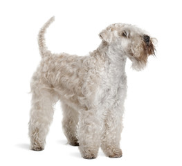 Soft-Coated Wheaten Terrier, standing against white background