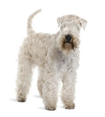 Soft-Coated Wheaten Terrier, standing against white background