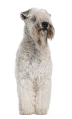 Soft-coated Wheaten Terrier, standing against white background