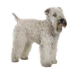Soft-coated Wheaten Terrier, standing against white background