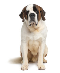Saint Bernard, sitting in front of white background