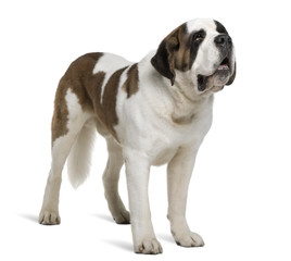 Saint Bernard, standing in front of white background