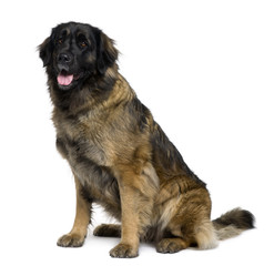 Leonberger dog, sitting in front of white background