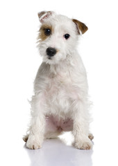 Parson Russell terrier puppy, sitting against white background