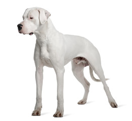 Argentine Dogo or Argentinean Mastiff dog, standing
