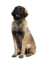 Leonberger puppy, sitting in front of white background